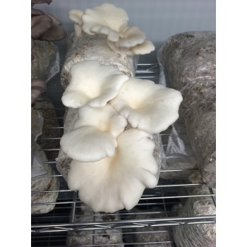 Mushroom Plugs - White Oyster (Pleurotus Ostreatus) bag of  approx 600-700  - FREE SHIPPING
